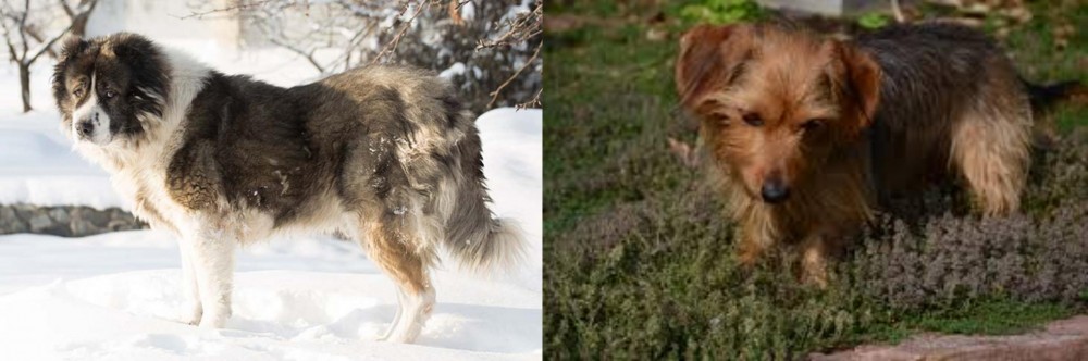 Dorkie vs Caucasian Shepherd - Breed Comparison