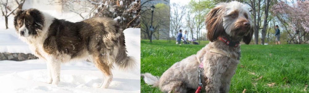 Doxiepoo vs Caucasian Shepherd - Breed Comparison