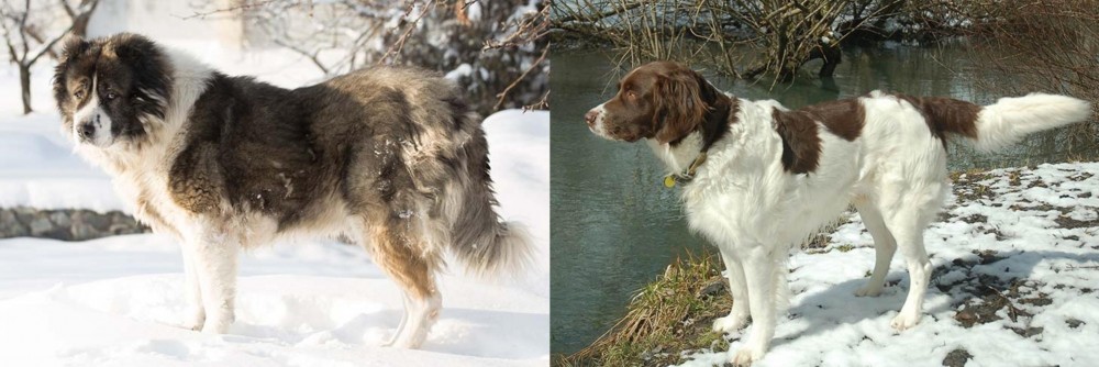 Drentse Patrijshond vs Caucasian Shepherd - Breed Comparison