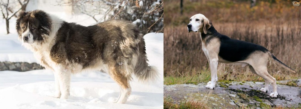Dunker vs Caucasian Shepherd - Breed Comparison