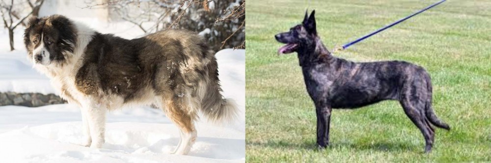 Dutch Shepherd vs Caucasian Shepherd - Breed Comparison
