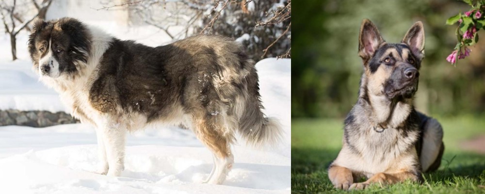 East European Shepherd vs Caucasian Shepherd - Breed Comparison