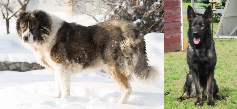 East German Shepherd vs Caucasian Shepherd - Breed Comparison