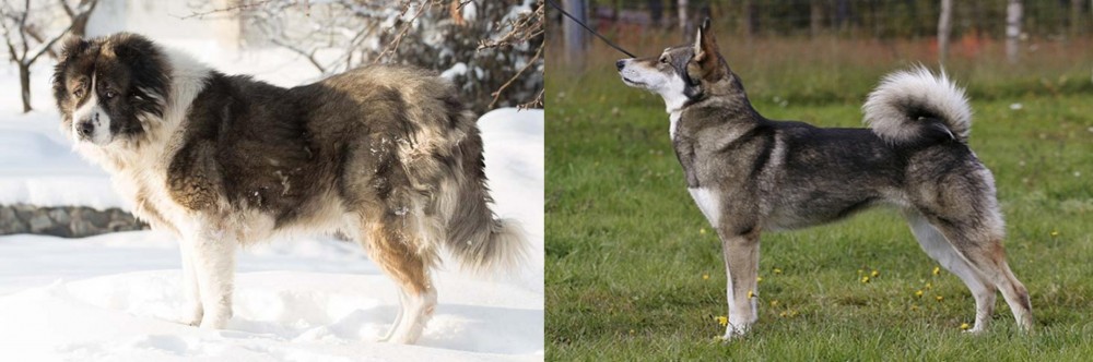 East Siberian Laika vs Caucasian Shepherd - Breed Comparison