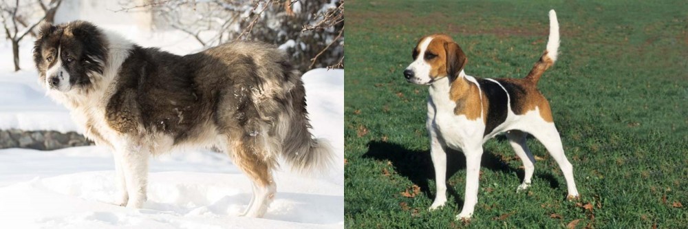English Foxhound vs Caucasian Shepherd - Breed Comparison