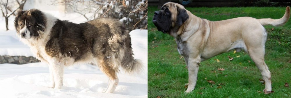 English Mastiff vs Caucasian Shepherd - Breed Comparison