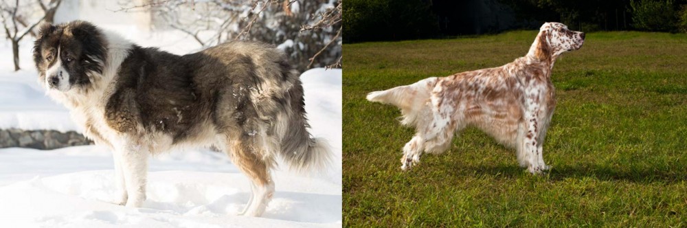 English Setter vs Caucasian Shepherd - Breed Comparison