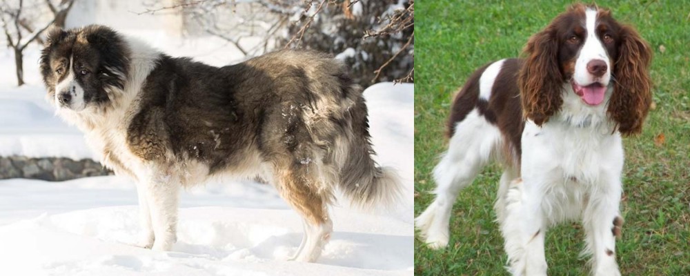 English Springer Spaniel vs Caucasian Shepherd - Breed Comparison