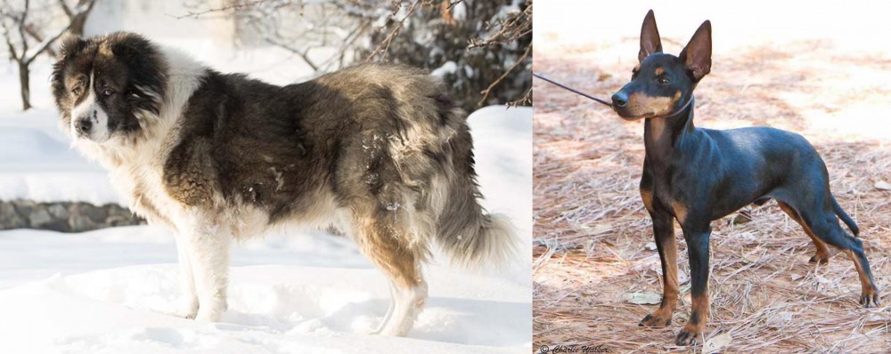 English Toy Terrier (Black & Tan) vs Caucasian Shepherd - Breed Comparison