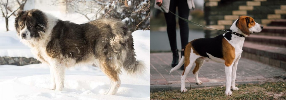 Estonian Hound vs Caucasian Shepherd - Breed Comparison