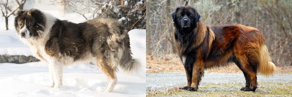 Estrela Mountain Dog vs Caucasian Shepherd - Breed Comparison