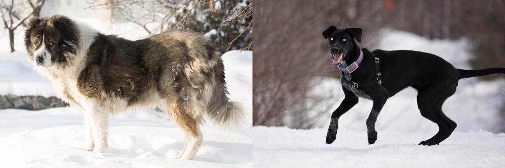 Eurohound vs Caucasian Shepherd - Breed Comparison