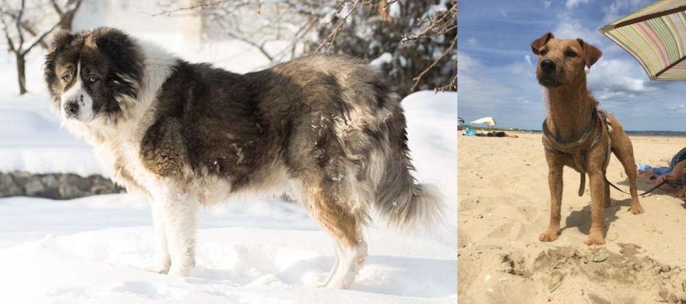 Fell Terrier vs Caucasian Shepherd - Breed Comparison