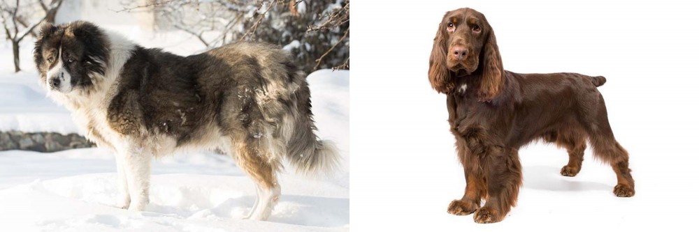Field Spaniel vs Caucasian Shepherd - Breed Comparison