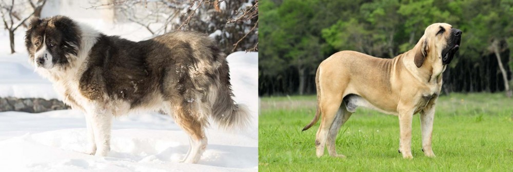 Fila Brasileiro vs Caucasian Shepherd - Breed Comparison