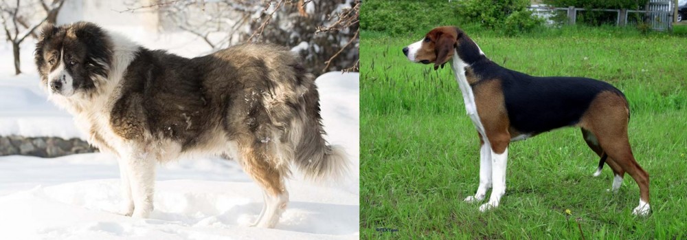 Finnish Hound vs Caucasian Shepherd - Breed Comparison