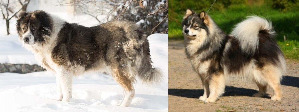 Finnish Lapphund vs Caucasian Shepherd - Breed Comparison