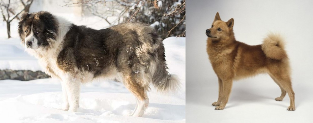 Finnish Spitz vs Caucasian Shepherd - Breed Comparison