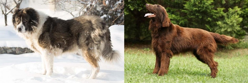 Flat-Coated Retriever vs Caucasian Shepherd - Breed Comparison