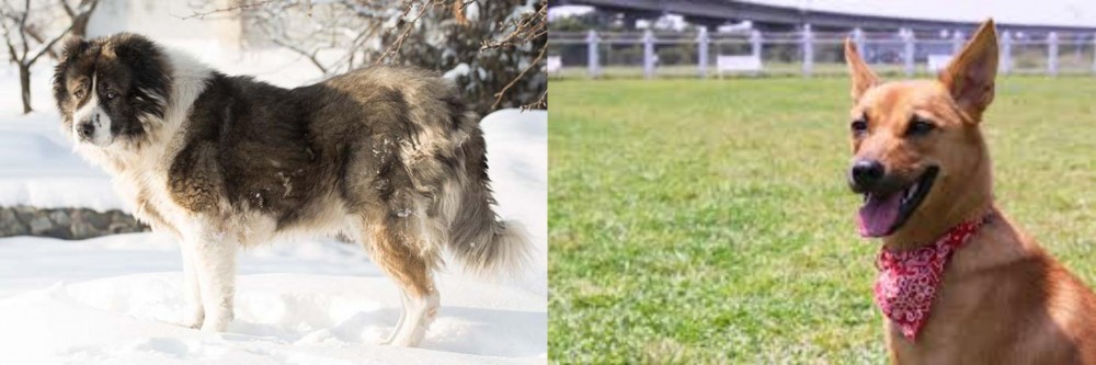 Formosan Mountain Dog vs Caucasian Shepherd - Breed Comparison