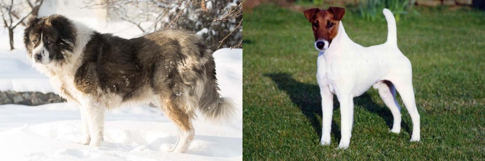 Fox Terrier (Smooth) vs Caucasian Shepherd - Breed Comparison
