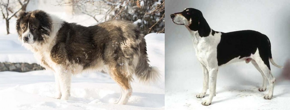 Francais Blanc et Noir vs Caucasian Shepherd - Breed Comparison