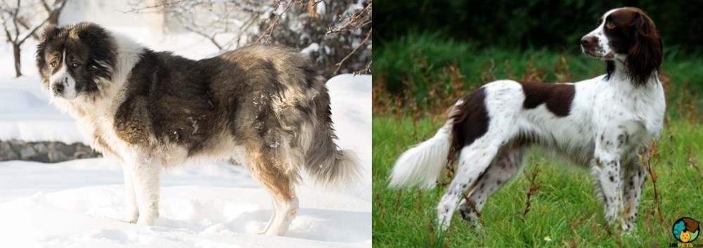 French Spaniel vs Caucasian Shepherd - Breed Comparison