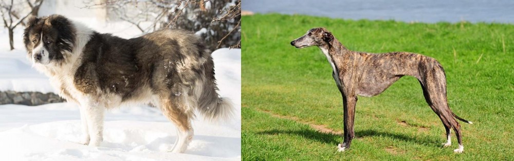 Galgo Espanol vs Caucasian Shepherd - Breed Comparison