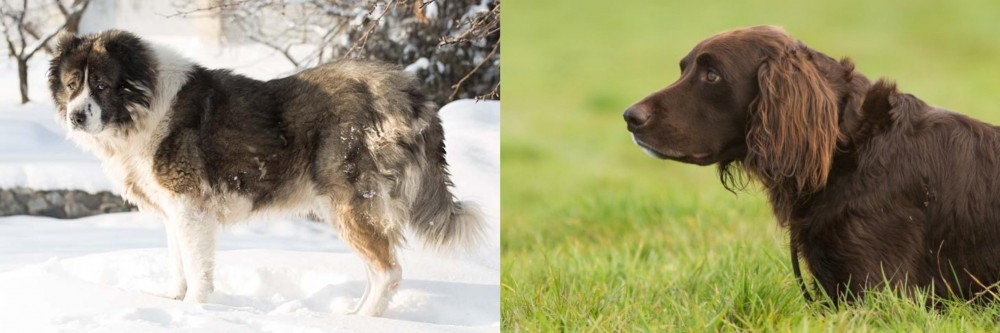 German Longhaired Pointer vs Caucasian Shepherd - Breed Comparison