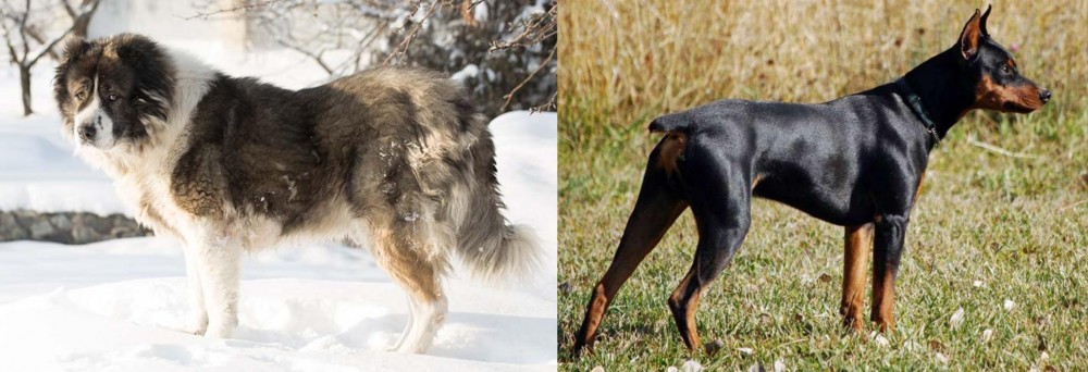 German Pinscher vs Caucasian Shepherd - Breed Comparison