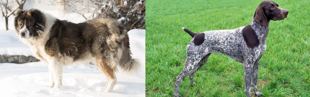 German Shorthaired Pointer vs Caucasian Shepherd - Breed Comparison