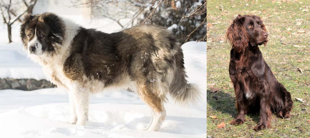 German Spaniel vs Caucasian Shepherd - Breed Comparison
