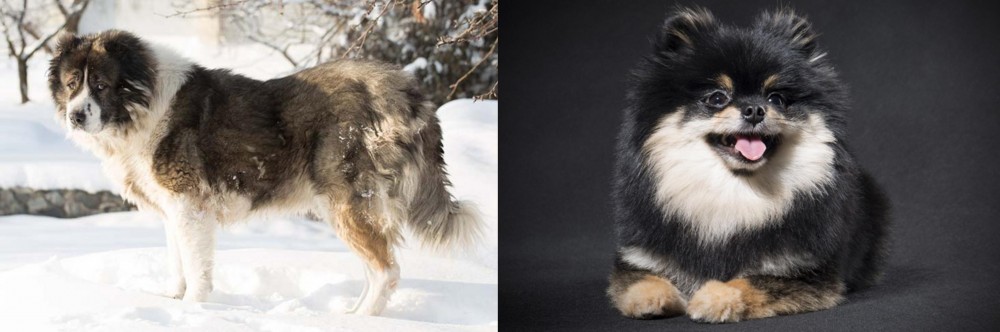 German Spitz (Klein) vs Caucasian Shepherd - Breed Comparison