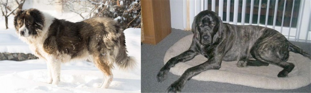 Giant Maso Mastiff vs Caucasian Shepherd - Breed Comparison