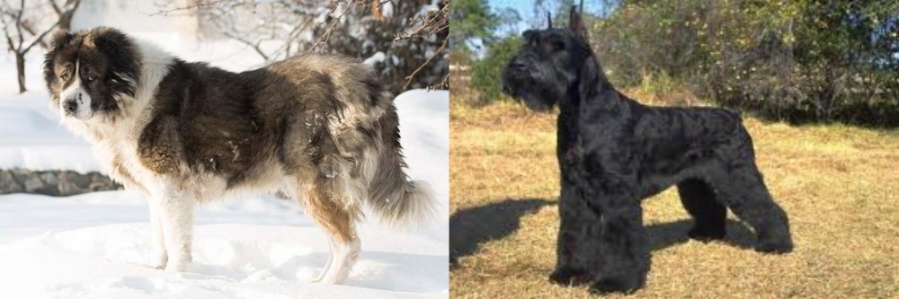 Giant Schnauzer vs Caucasian Shepherd - Breed Comparison