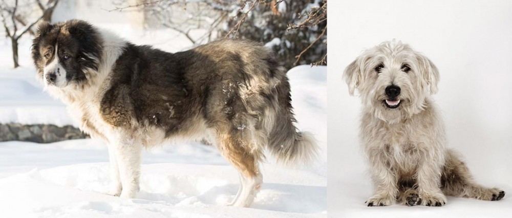 Glen of Imaal Terrier vs Caucasian Shepherd - Breed Comparison