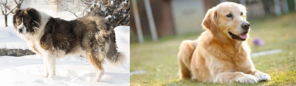Goldador vs Caucasian Shepherd - Breed Comparison