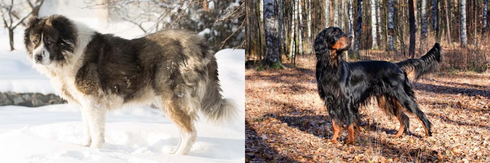 Gordon Setter vs Caucasian Shepherd - Breed Comparison