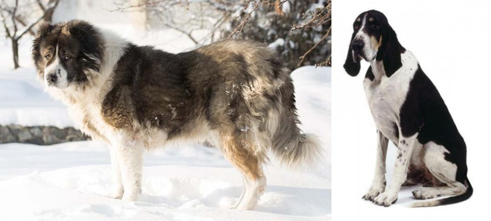 Grand Anglo-Francais Blanc et Noir vs Caucasian Shepherd - Breed Comparison