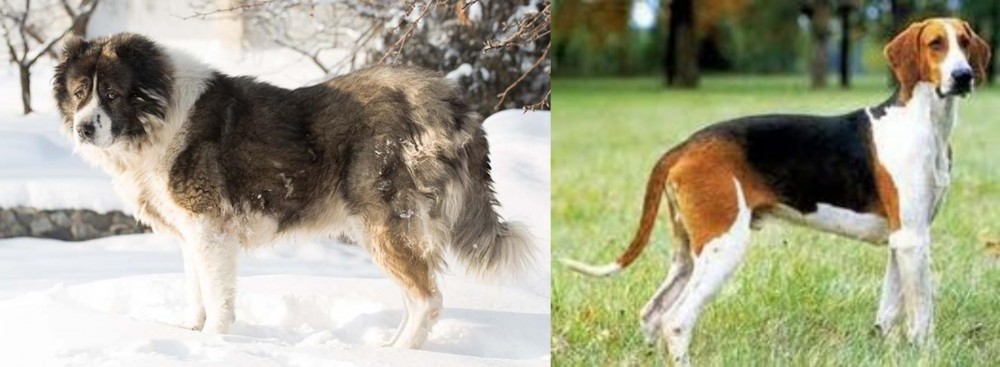 Grand Anglo-Francais Tricolore vs Caucasian Shepherd - Breed Comparison