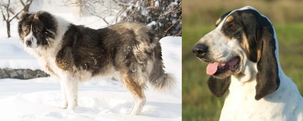 Grand Gascon Saintongeois vs Caucasian Shepherd - Breed Comparison