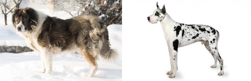 Great Dane vs Caucasian Shepherd - Breed Comparison