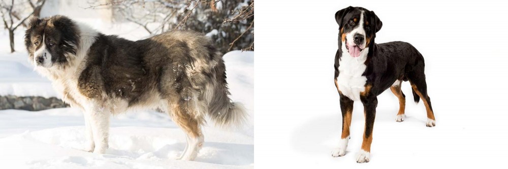 Greater Swiss Mountain Dog vs Caucasian Shepherd - Breed Comparison