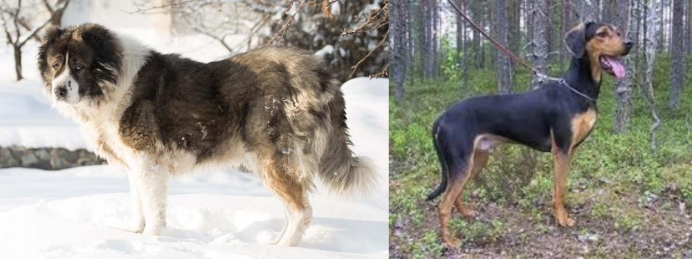 Greek Harehound vs Caucasian Shepherd - Breed Comparison