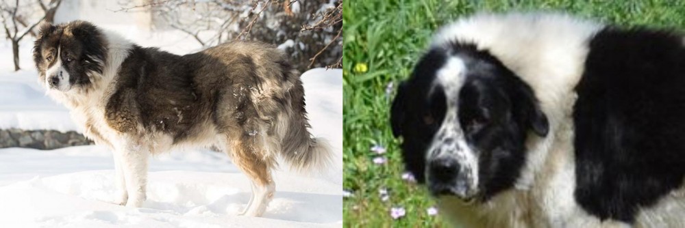 Greek Sheepdog vs Caucasian Shepherd - Breed Comparison