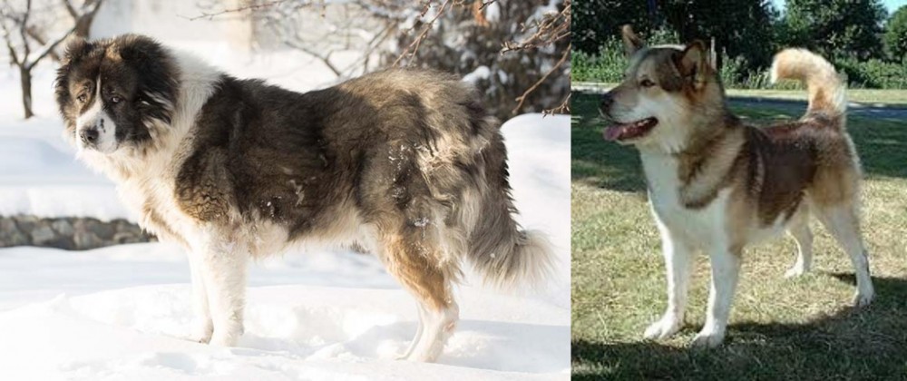 Greenland Dog vs Caucasian Shepherd - Breed Comparison