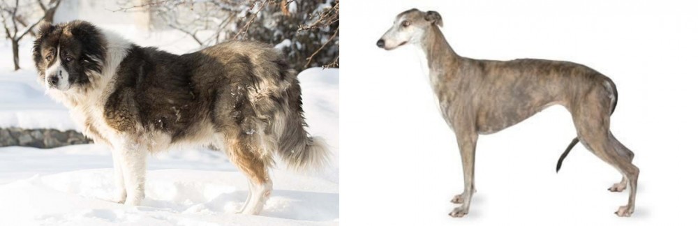 Greyhound vs Caucasian Shepherd - Breed Comparison
