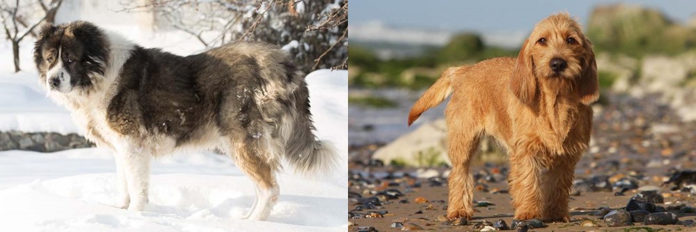 Griffon Fauve de Bretagne vs Caucasian Shepherd - Breed Comparison