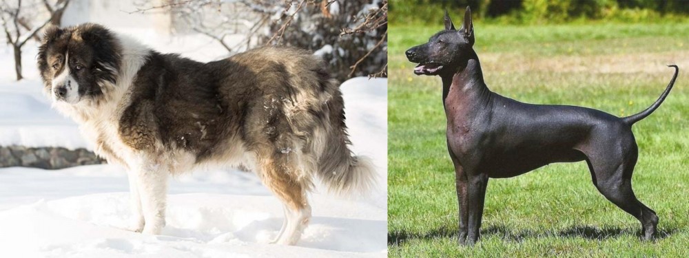 Hairless Khala vs Caucasian Shepherd - Breed Comparison
