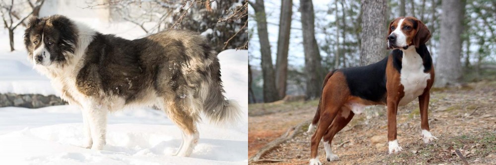 Hamiltonstovare vs Caucasian Shepherd - Breed Comparison